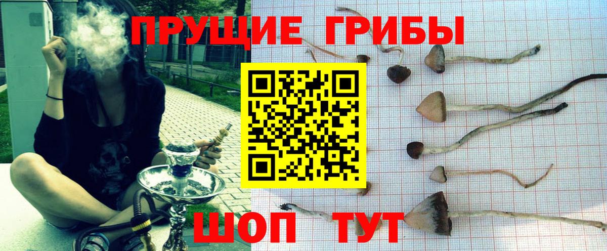 Галлюциногенные грибы Psilocybine cubensis Тюмень